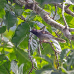 Sharpe's Apalis (image by Pete Morris)