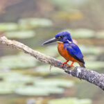 Shining-blue Kingfisher (image by Pete Morris)