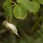 Sichuan Leaf Warbler (image by Simon Mitchell)