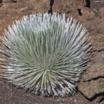 Silversword Haleakala (image by Pete Morris)