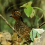 Singing Quail (image by Leonardo Garrigues)
