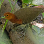 Slaty-legged Crake (image by Pete Morris)