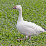 Snow Goose (image by Pete Morris)