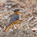 Snowy-crowned Robin-Chat (image by Pete Morris)