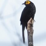 Spangled Honeyeater (image by Mark Van Beirs)
