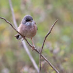 Spectacled Warbler (image by Diedert Koppenol)