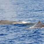 Sperm Whales (image by Pete Morris)