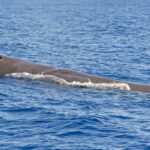 Sperm Whale (image by Pete Morris)
