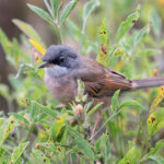 Spectacled Warbler (image by Diedert Koppenol)
