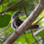 Spot-breasted Wren (image by Leonardo Garrigues)