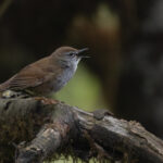Spotted Bush Warbler (image by Simon Mitchell)