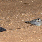 Standard-winged Nightjar (image by Pete Morris)
