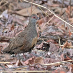 Stone Partridge (image by Pete Morris)