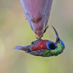Superb Sunbird (image by Pete Morris)
