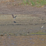 Swinhoe's Snipe (image by Pete Morris)