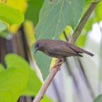 Teardrop White-eye (image by Pete Morris)