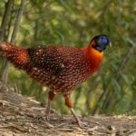 Temminck's Tragopan (image by Simon Mitchell)