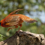 Temminck's Tragopan (image by Simon Mitchell)