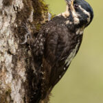 Three-toed (Dark-bodied) Woodpecker (image by Simon Mitchell)