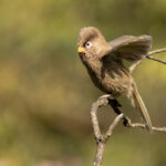 Three-toed Parrotbill (image by Simon Mitchell)
