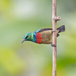 Tiny Sunbird (image by Pete Morris)