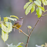Tit-Hylia (image by Pete Morris)