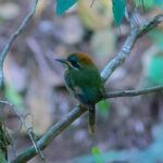 Tody Motmot (image by Leonardo Garrigues)