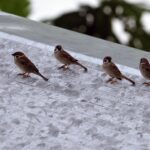 Eurasian Tree Sparrows (image by Mark Van Beirs)
