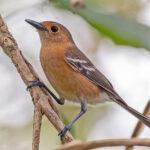 Trinian Monarch (image by Pete Morris)
