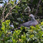 Trocaz Pigeon (image by Diedert Koppenol)
