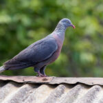 Trocaz Pigeon is the only native pigeon remaining on the island; the endemic subspecies of Common Wood Pigeon went extinct in the early 1900's (image by Diedert Koppenol)