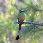 Turquoise-browed Motmot (image by Leonardo Garrigues)