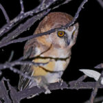 Unspotted Saw-whet Owl (image by Edward Paxton)