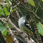 Varied Triller (image by Mark Van Beirs)