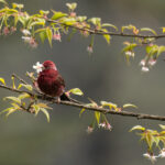 Vinaceous Rosefinch (image by Simon Mitchell)