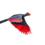 Violet Turaco (image by Pete Morris)