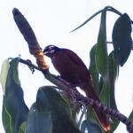 female Wahnes's Parotid (image by Mark Van Beirs)