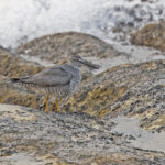Wandering Tattler (image by Pete Morris)