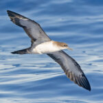 Wedge-tailed Shearwater (image by Pete Morris)