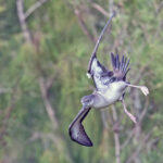 Wedge-tailed Shearwater (image by Pete Morris)