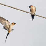 West African Swallow (image by Pete Morris)