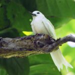 White Tern (image by Mark Van Beirs)