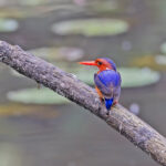White-bellied Kingfisher (image by Pete Morris)