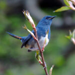 White-bellied Redstart (image by Dave Farrow)