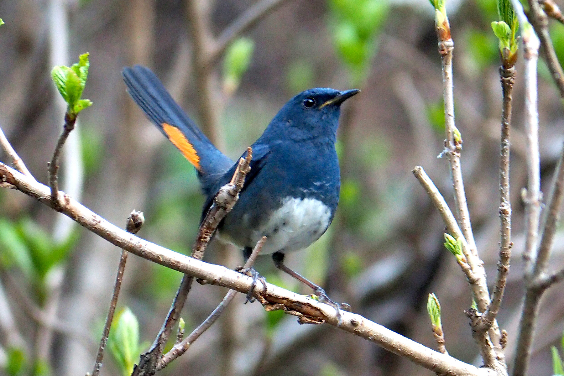 White-bellied Redstart (image by Dave Farrow)