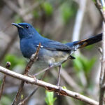 White-bellied Redstart (image by Dave Farrow)