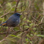 White-bellied Redstart (image by Simon Mitchell)