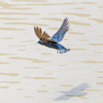 White-bibbed Swallow (image by Pete Morris)
