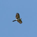 White-breasted Hawk (image by Leonardo Garrigues)