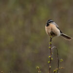 White-browed Tit (image by Simon Mitchell)